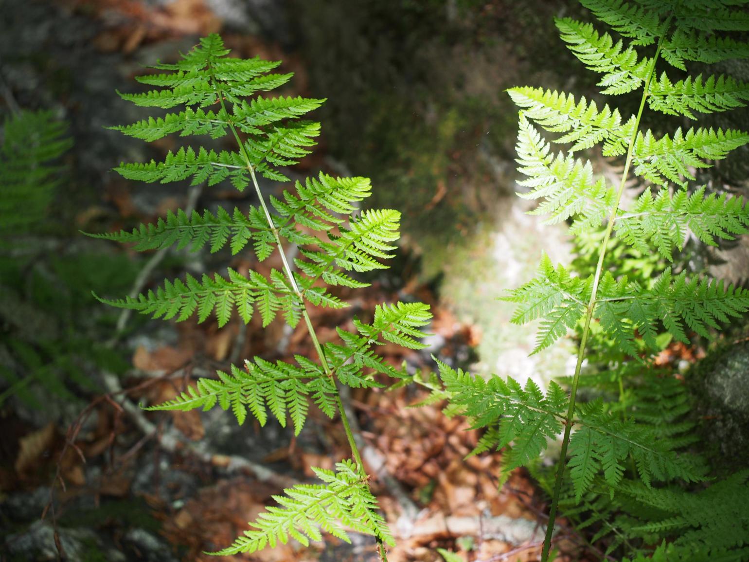 Fern, Northern Buckler